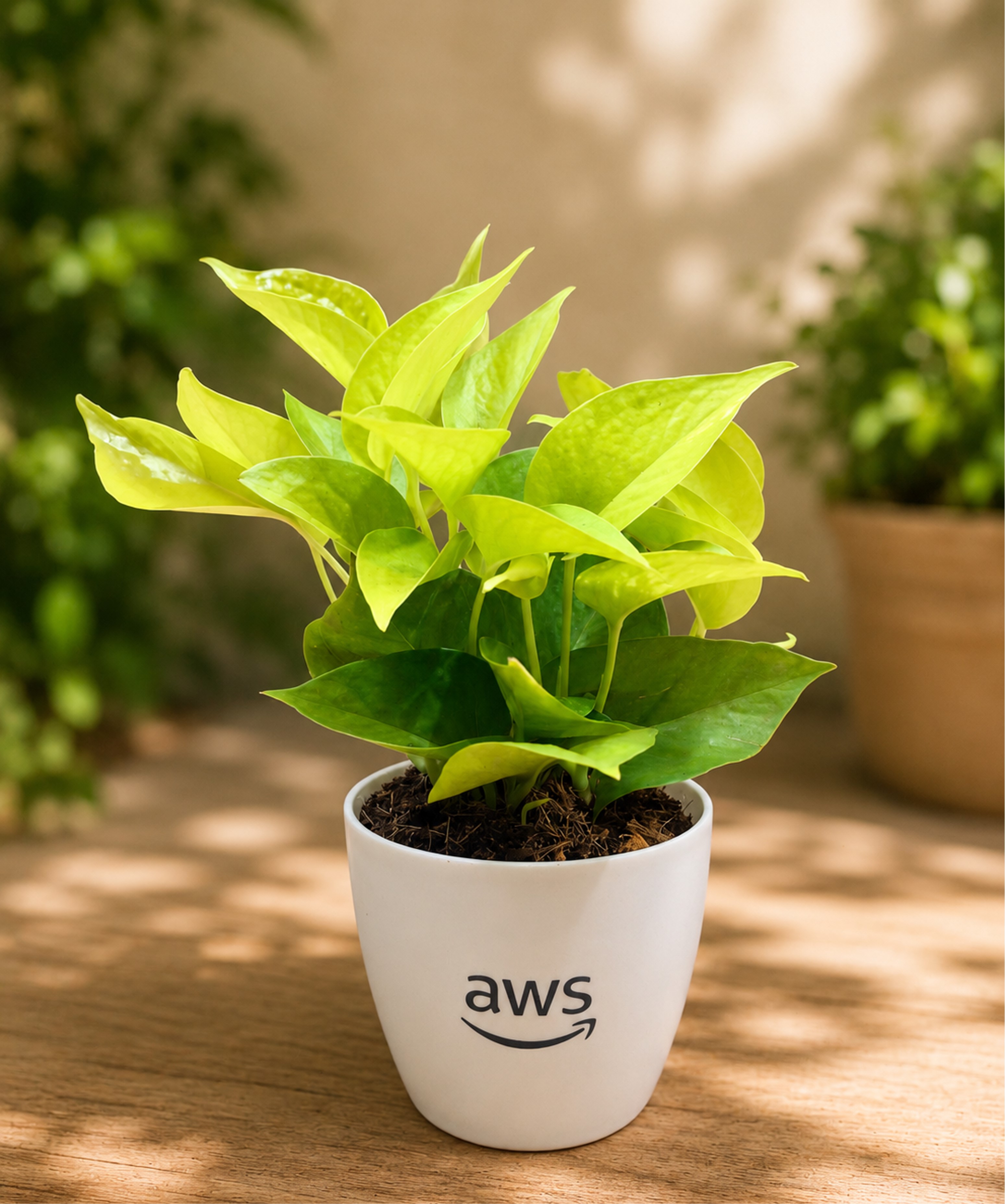 Money Plant - Golden