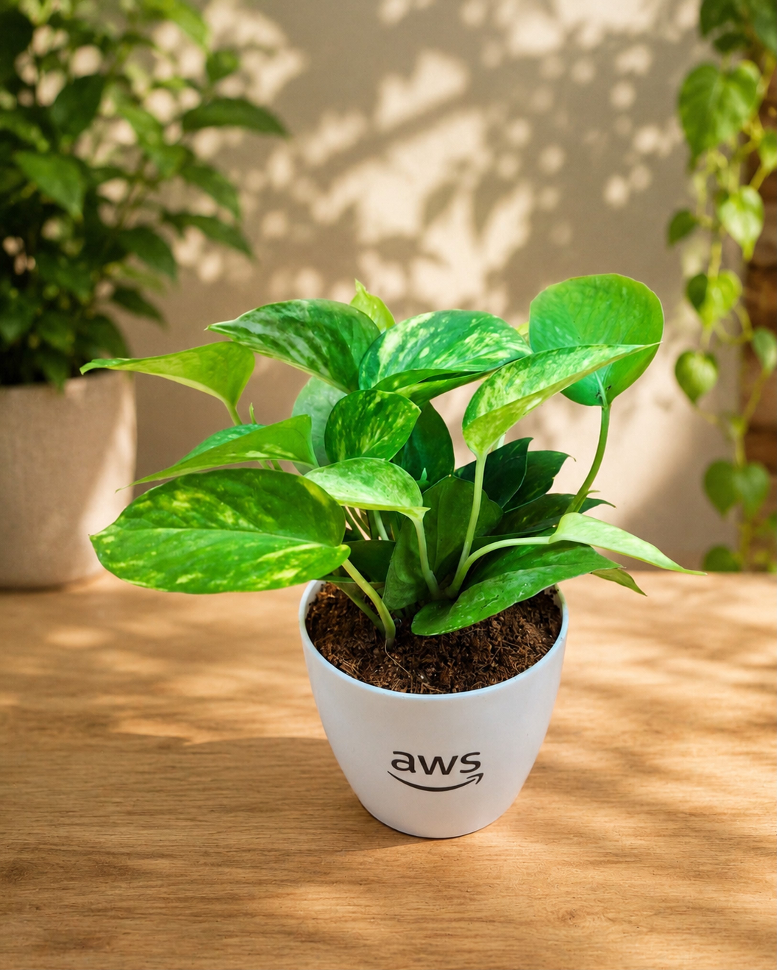 Money Plant - Green