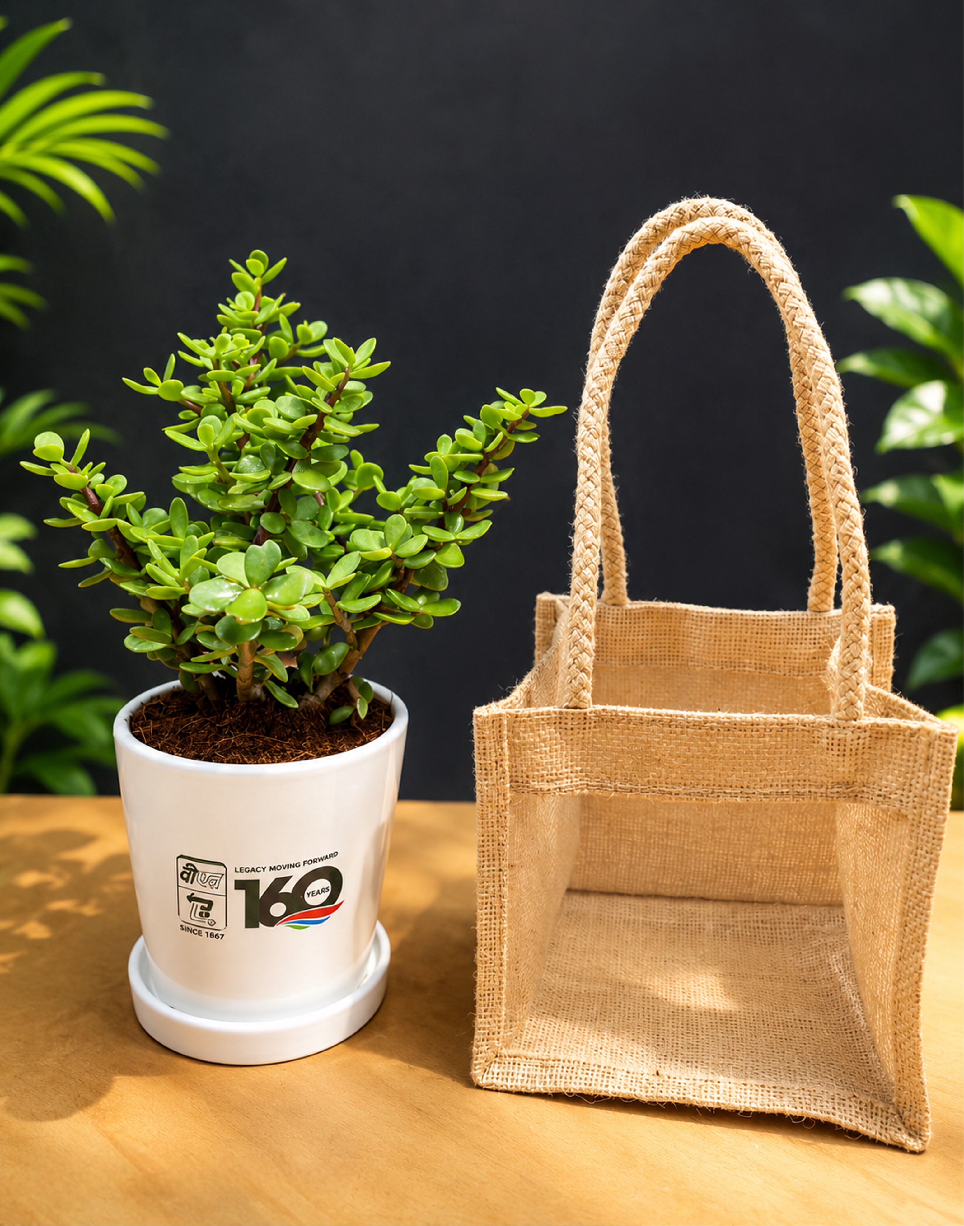 Jade Plant