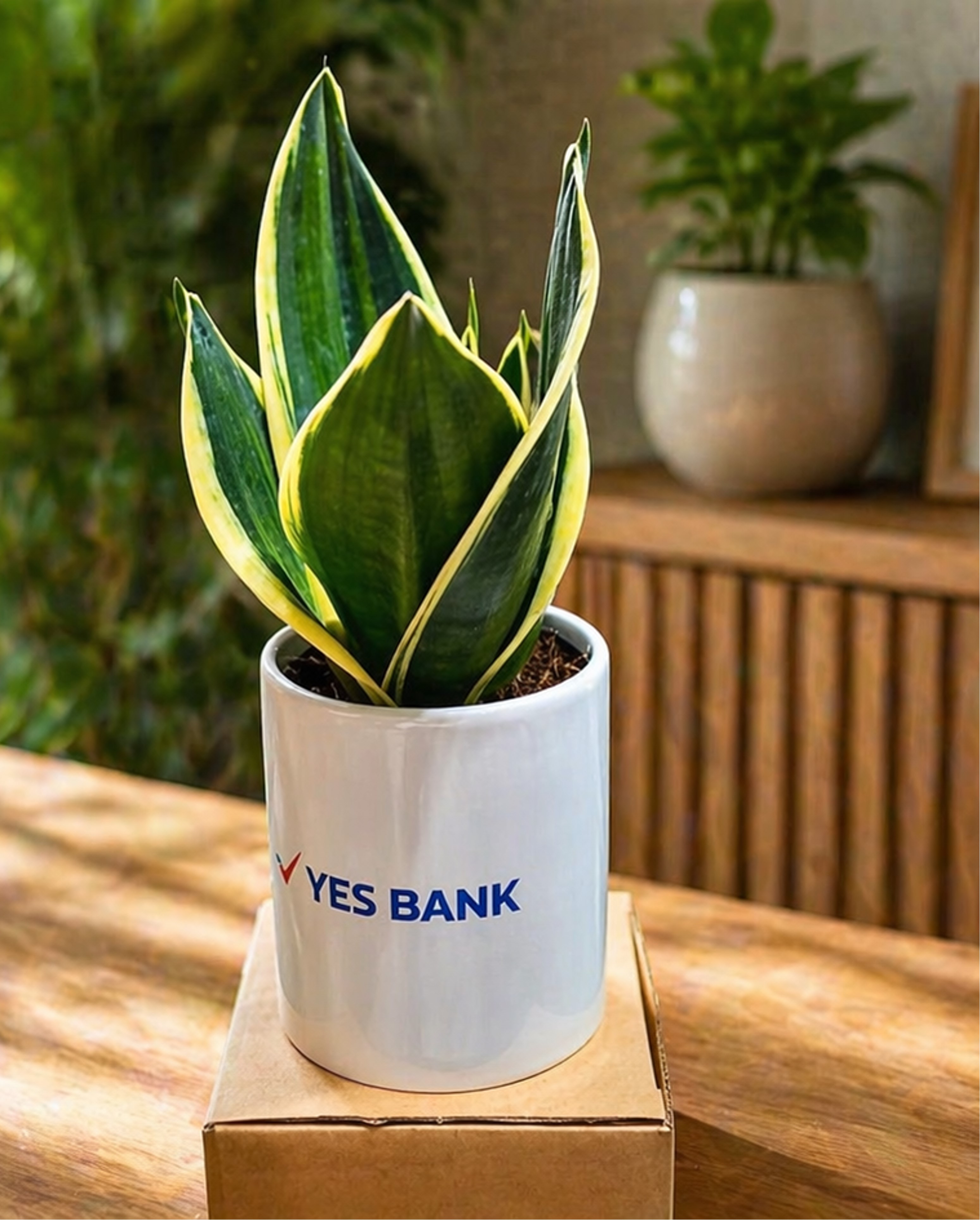 Money plant - Marble