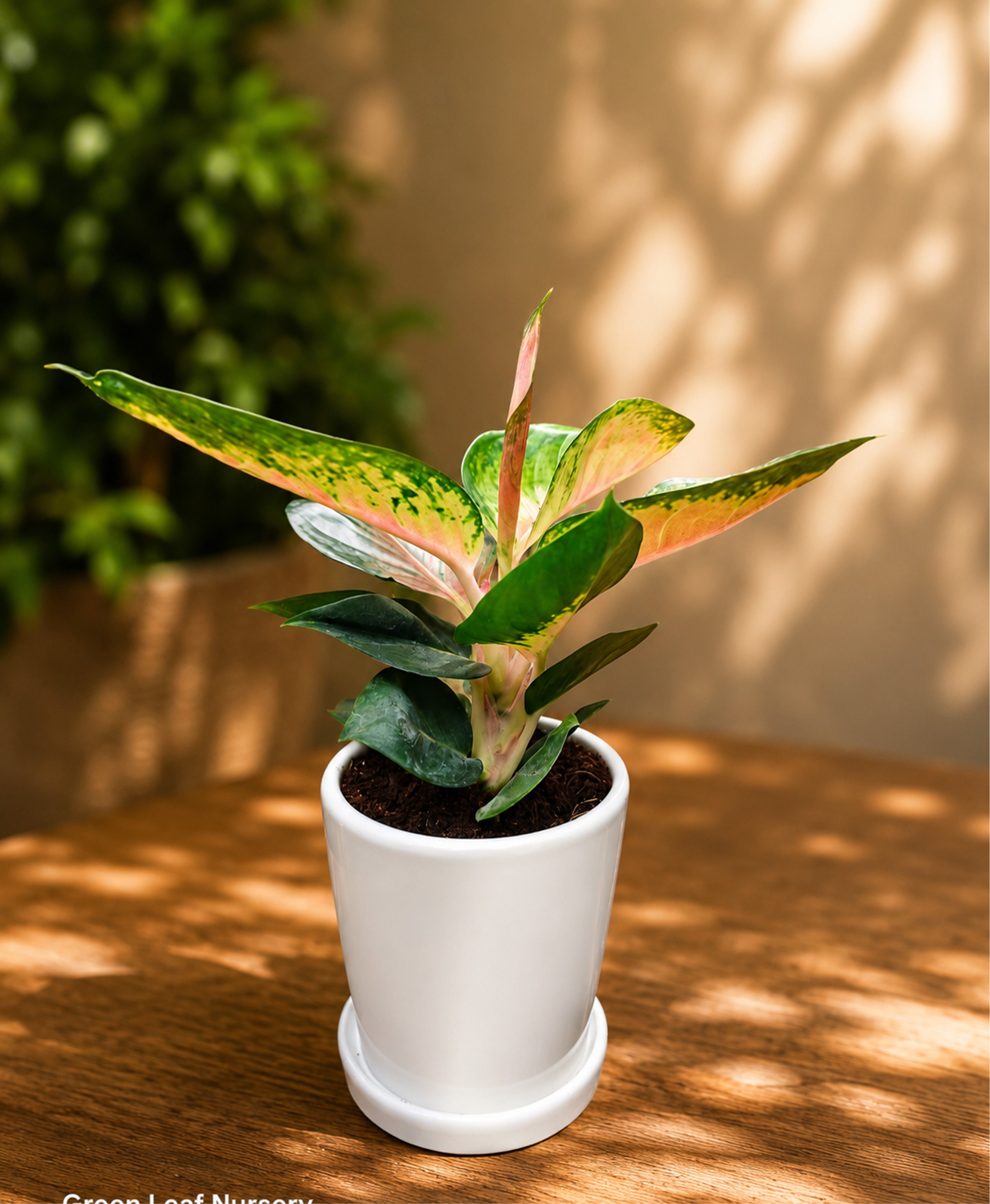 Aglonema Irish