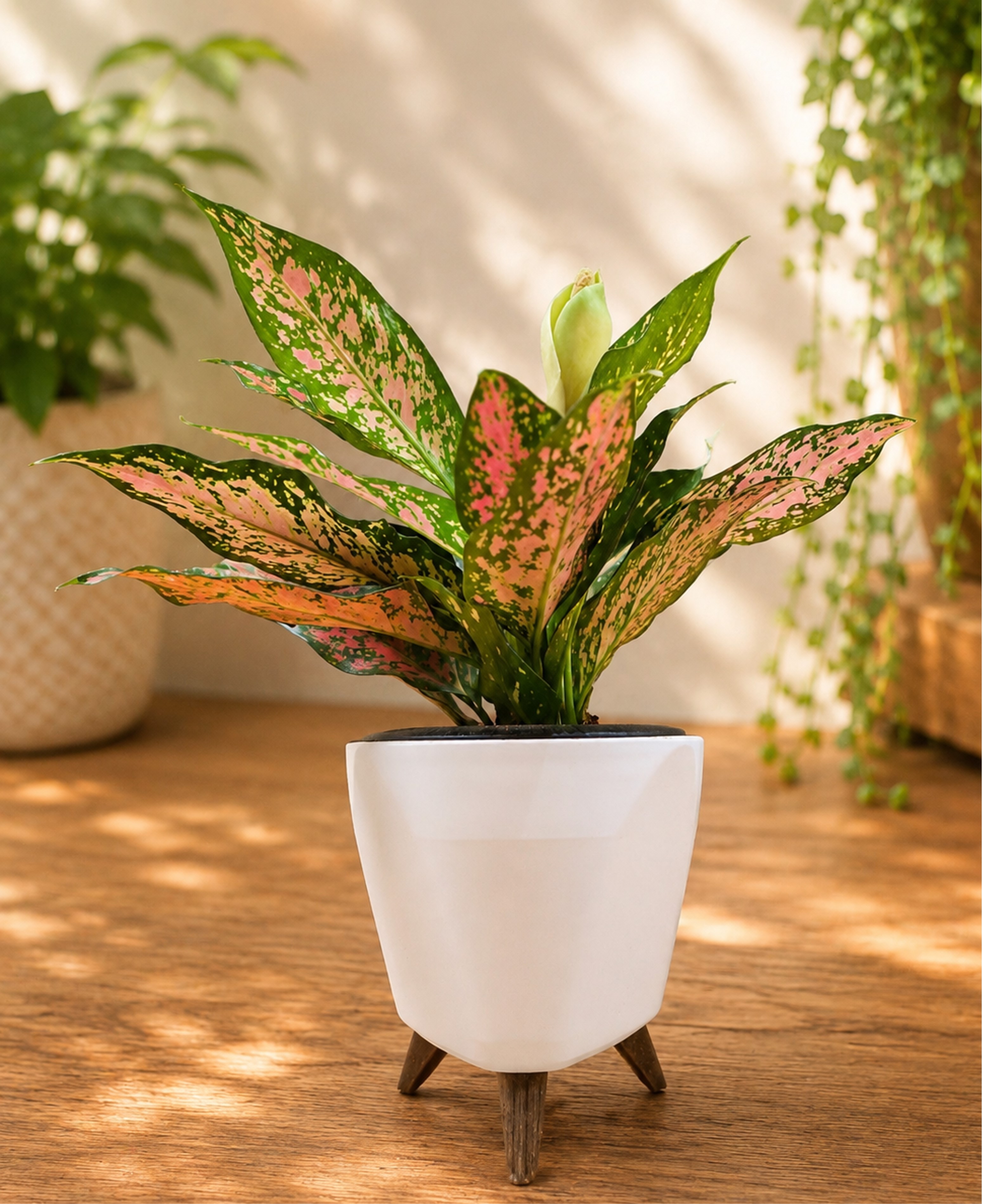 Aglonema Anjameen