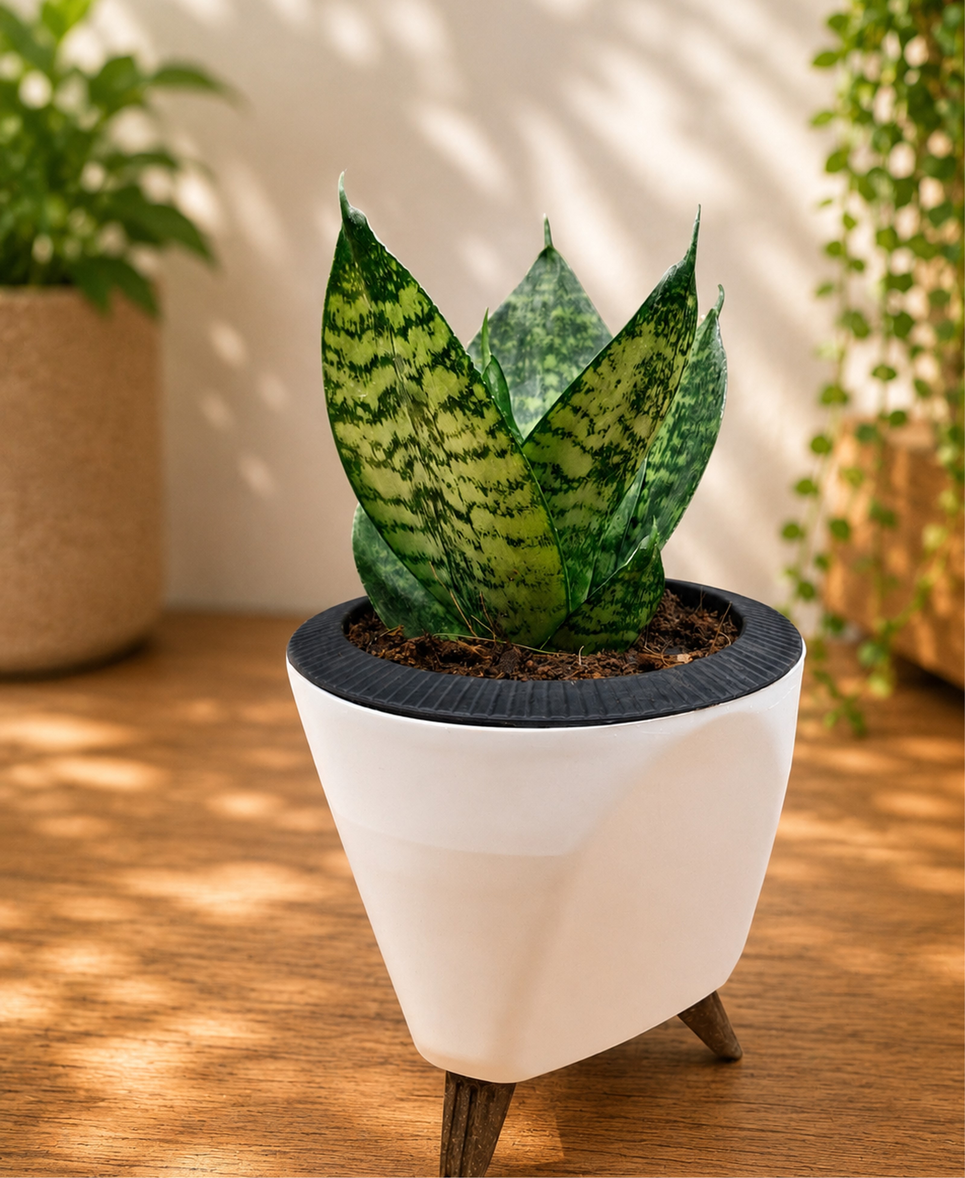 Snake Plant - Compacta