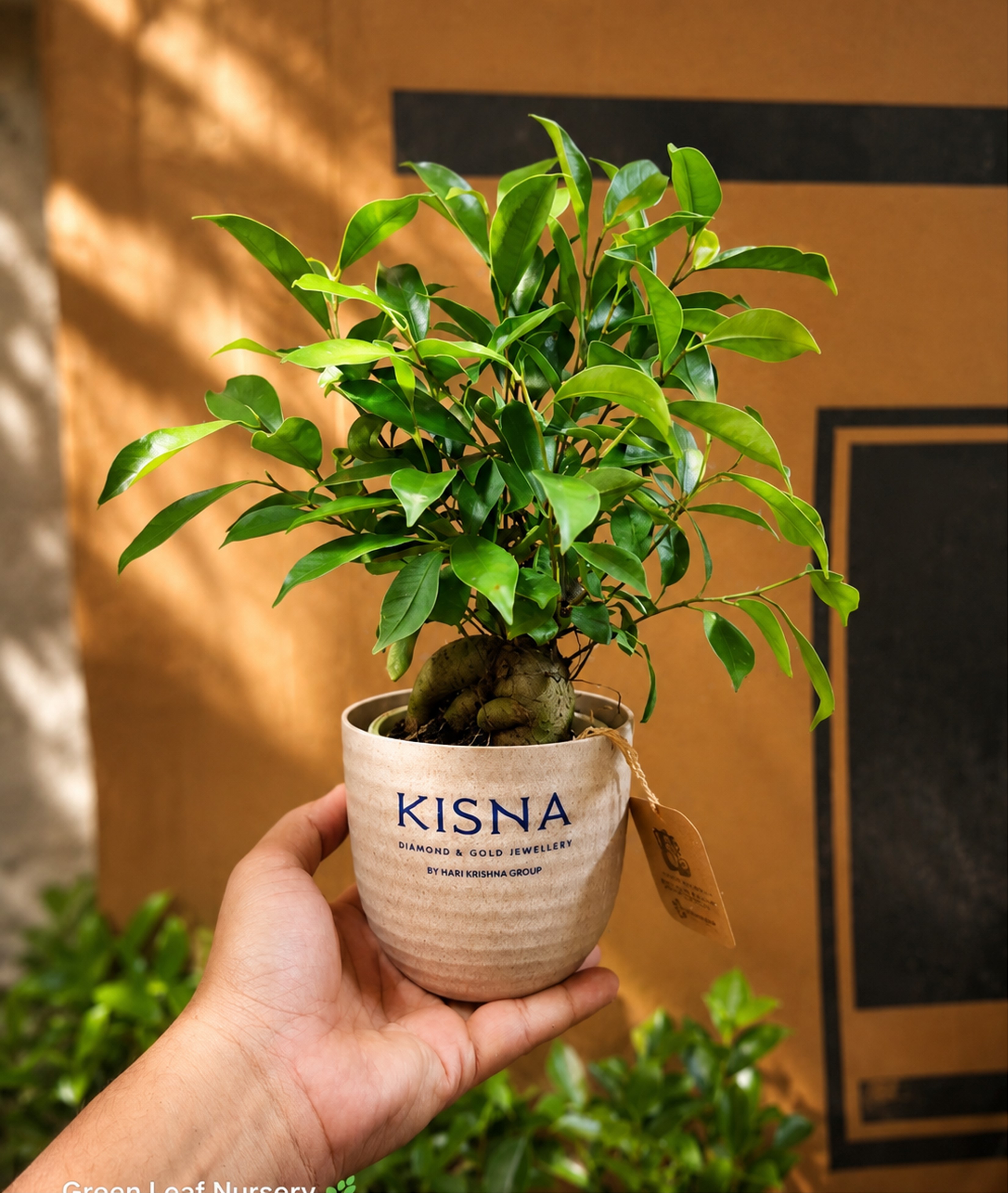 Bonsai Plant
