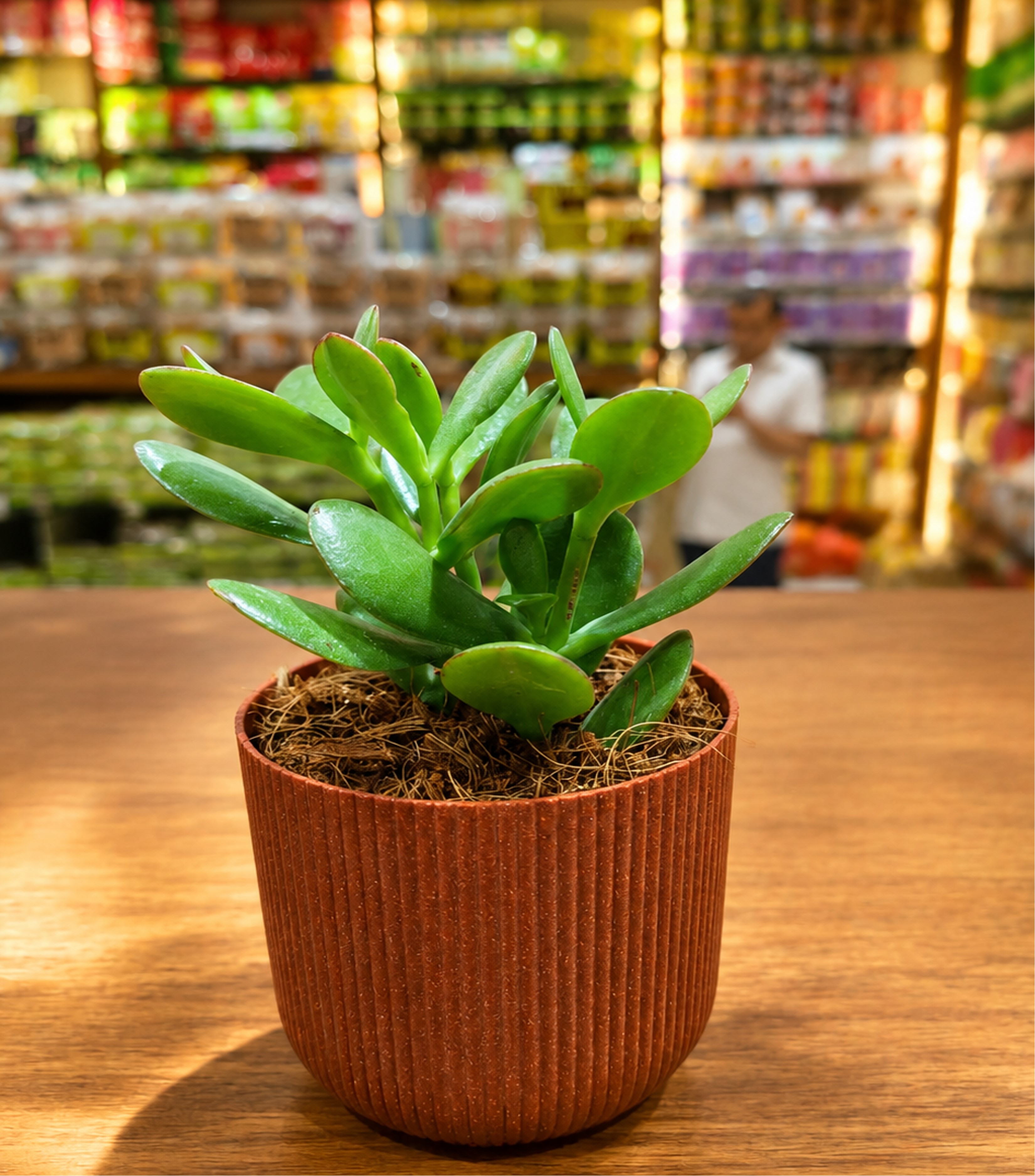 Kalanchoe