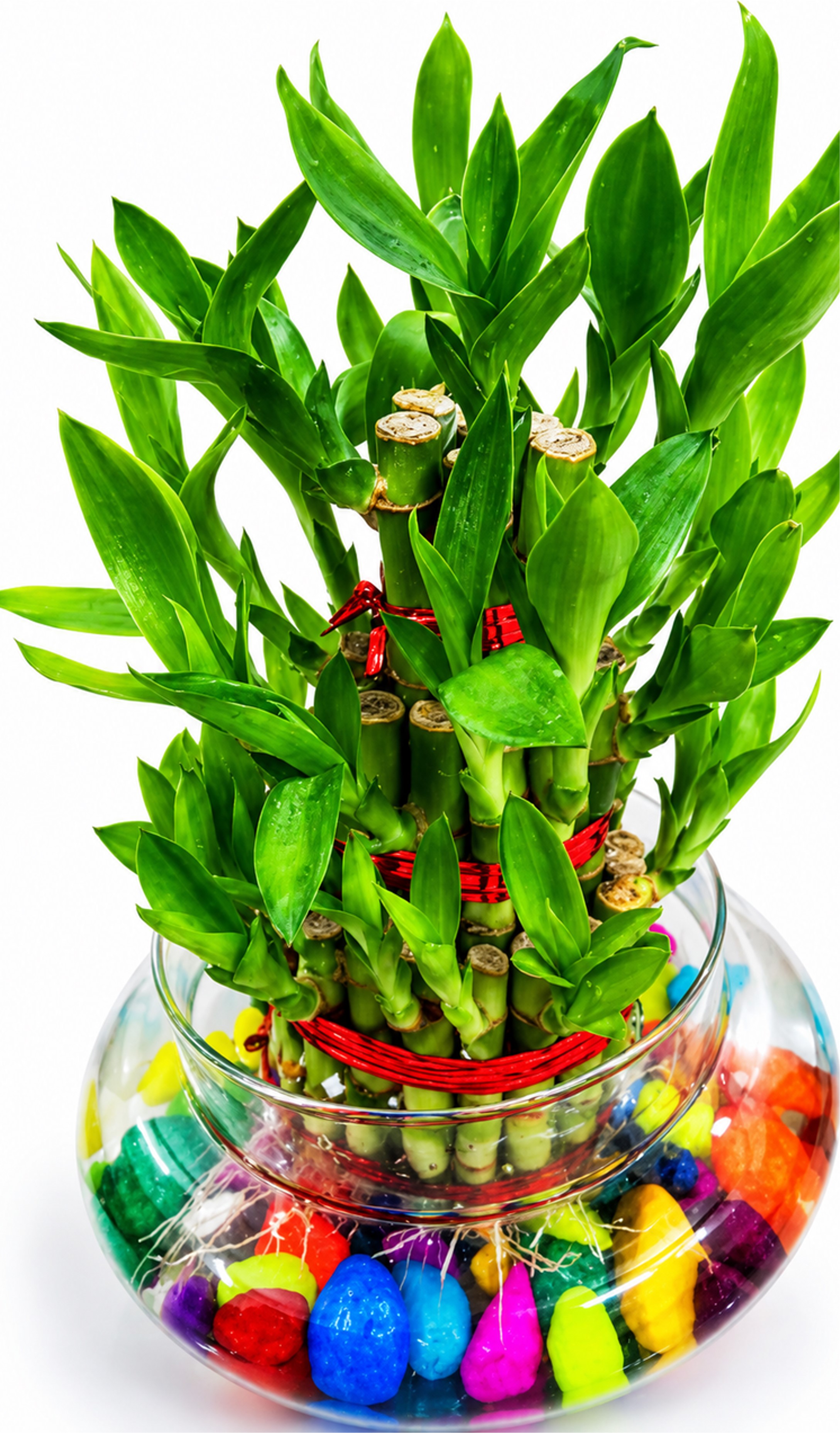 Lucky Bamboo Glasss