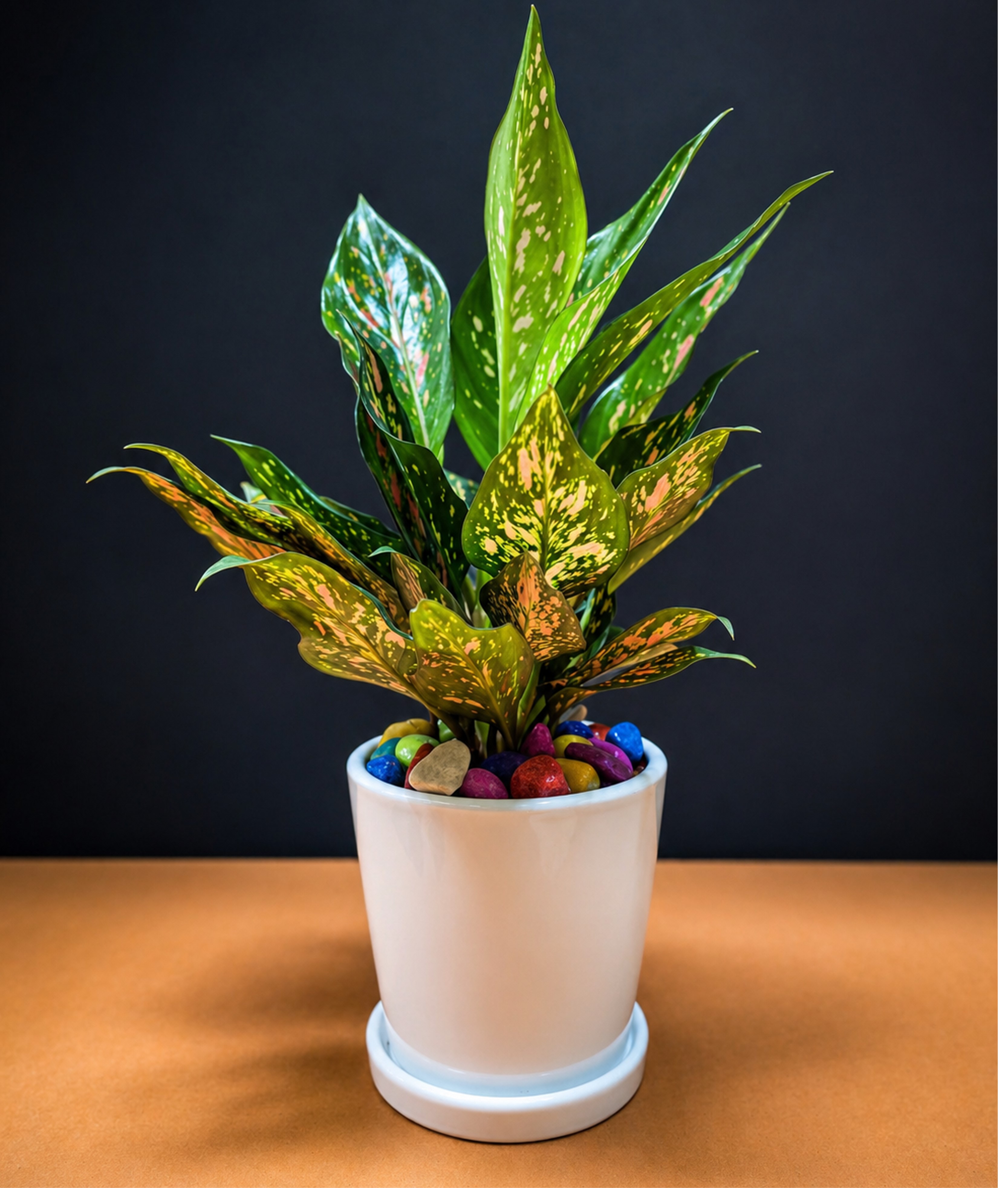 Aglonema Pink