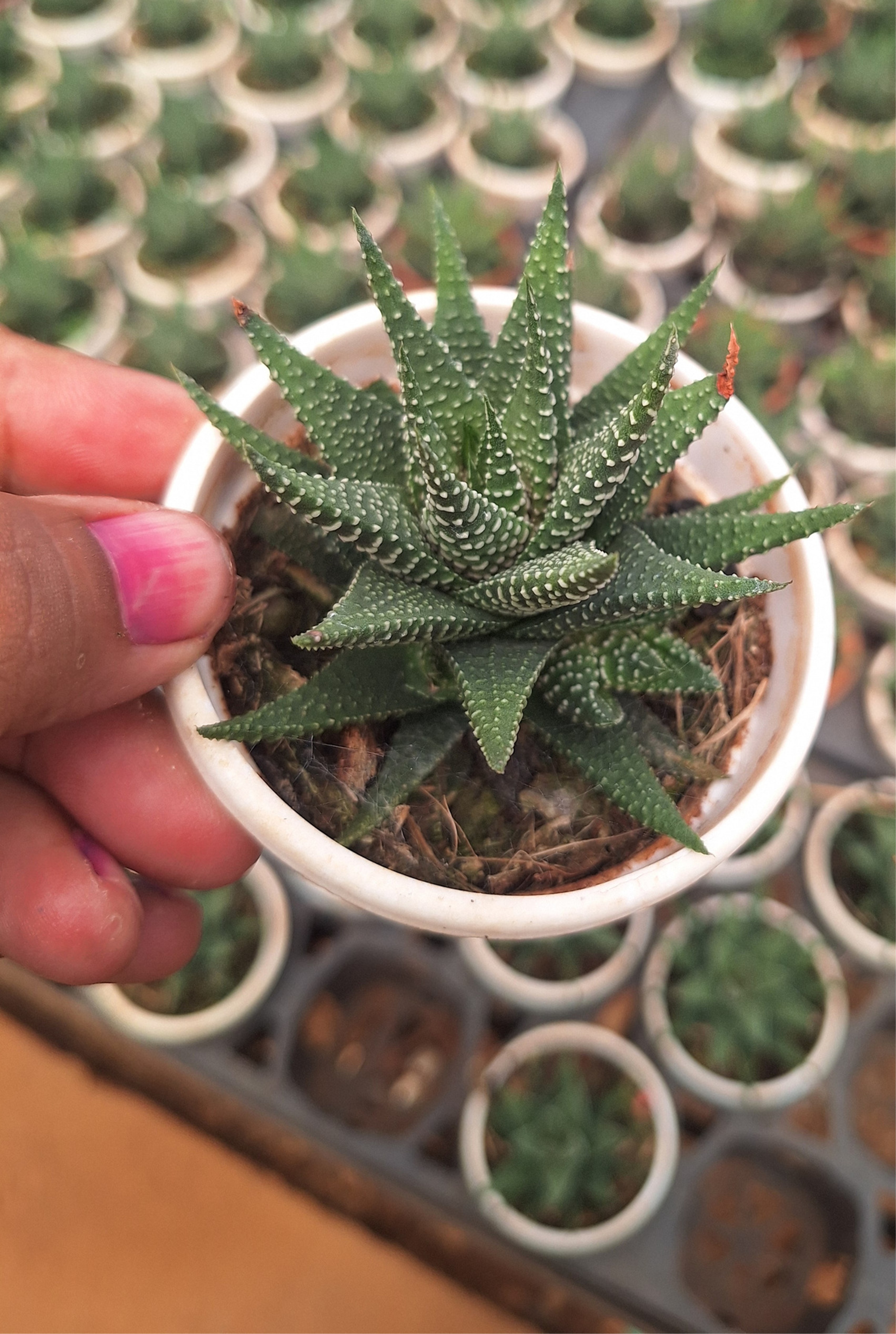Succulent