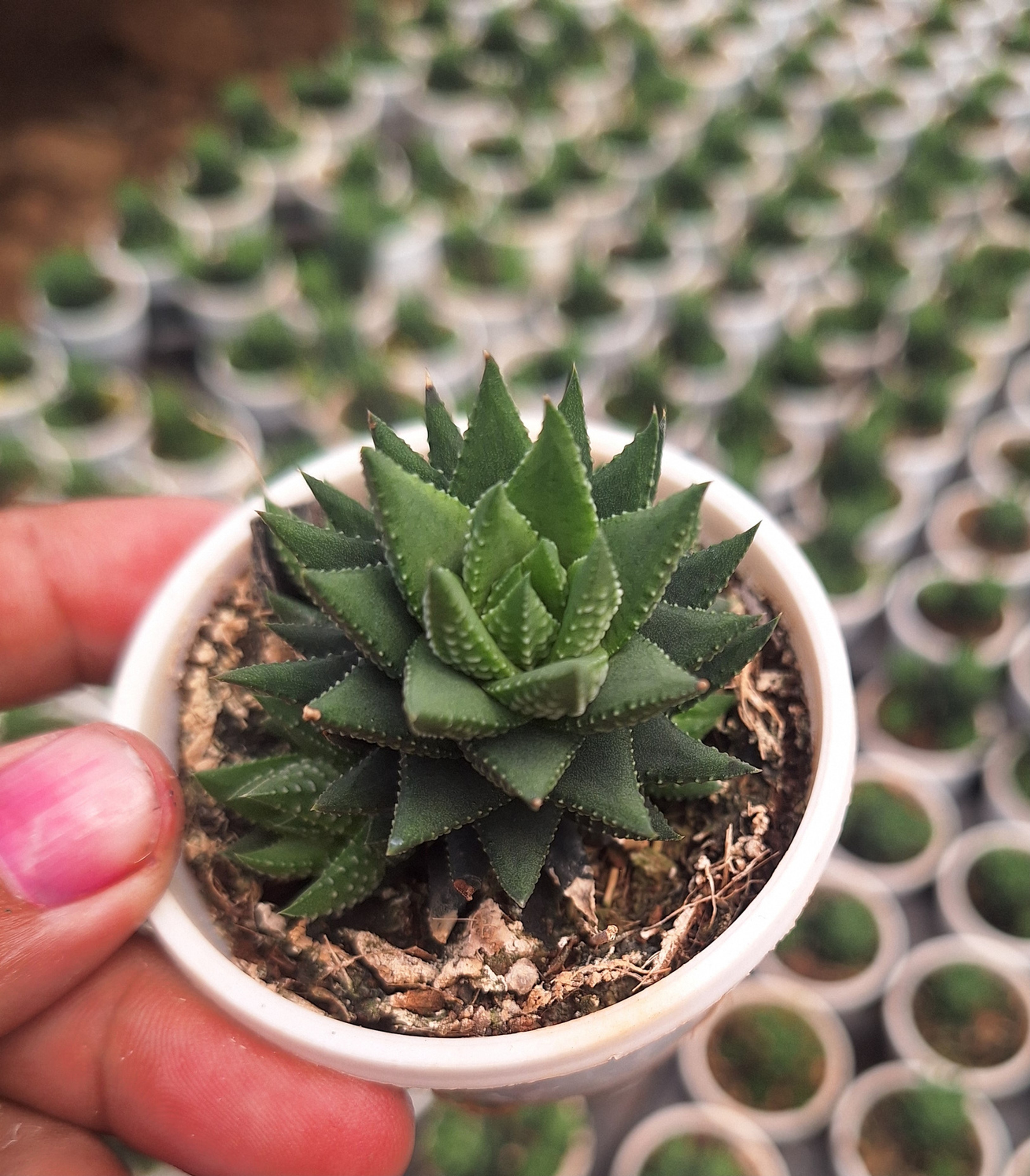 Succulent