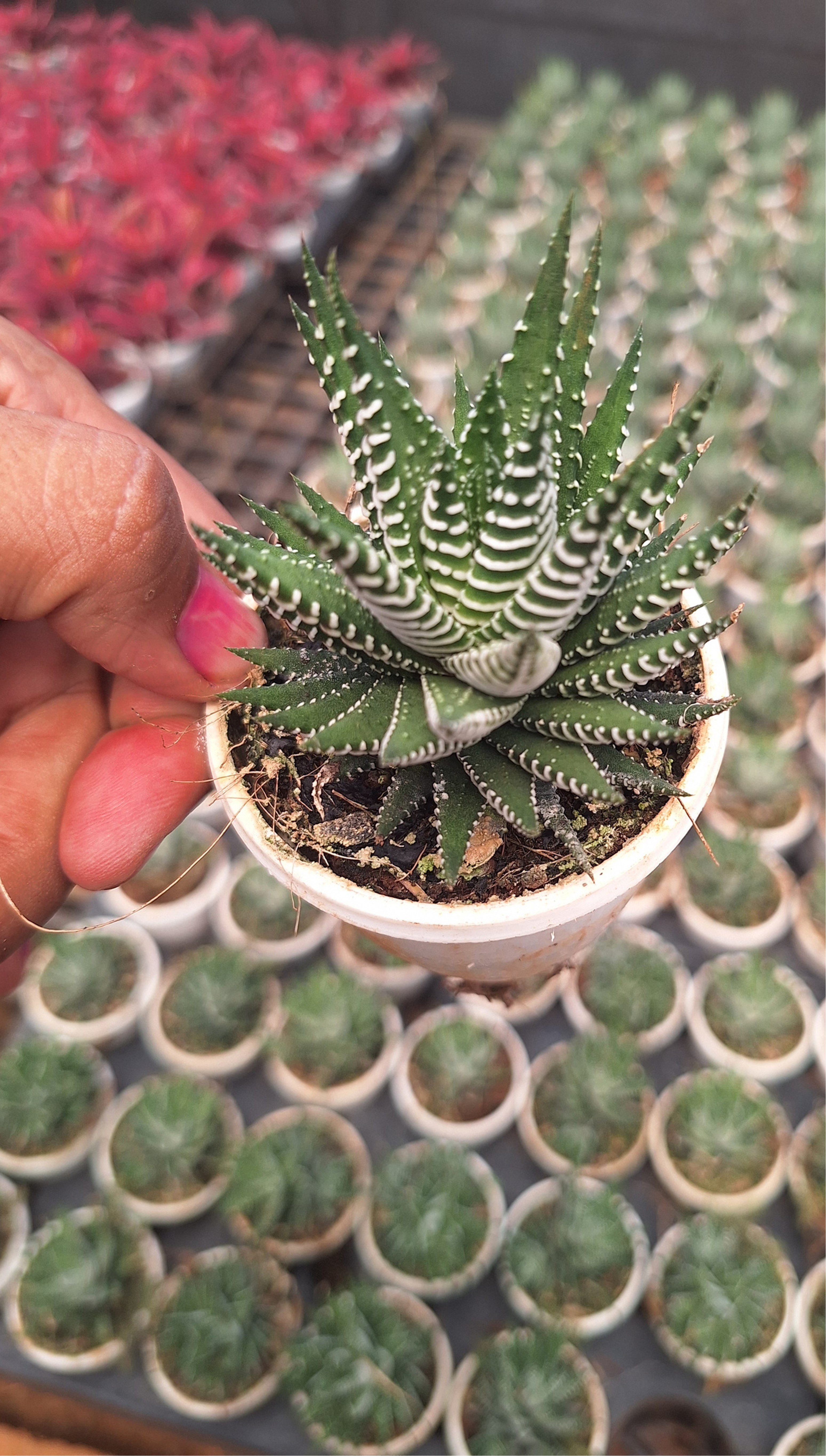 Succulent