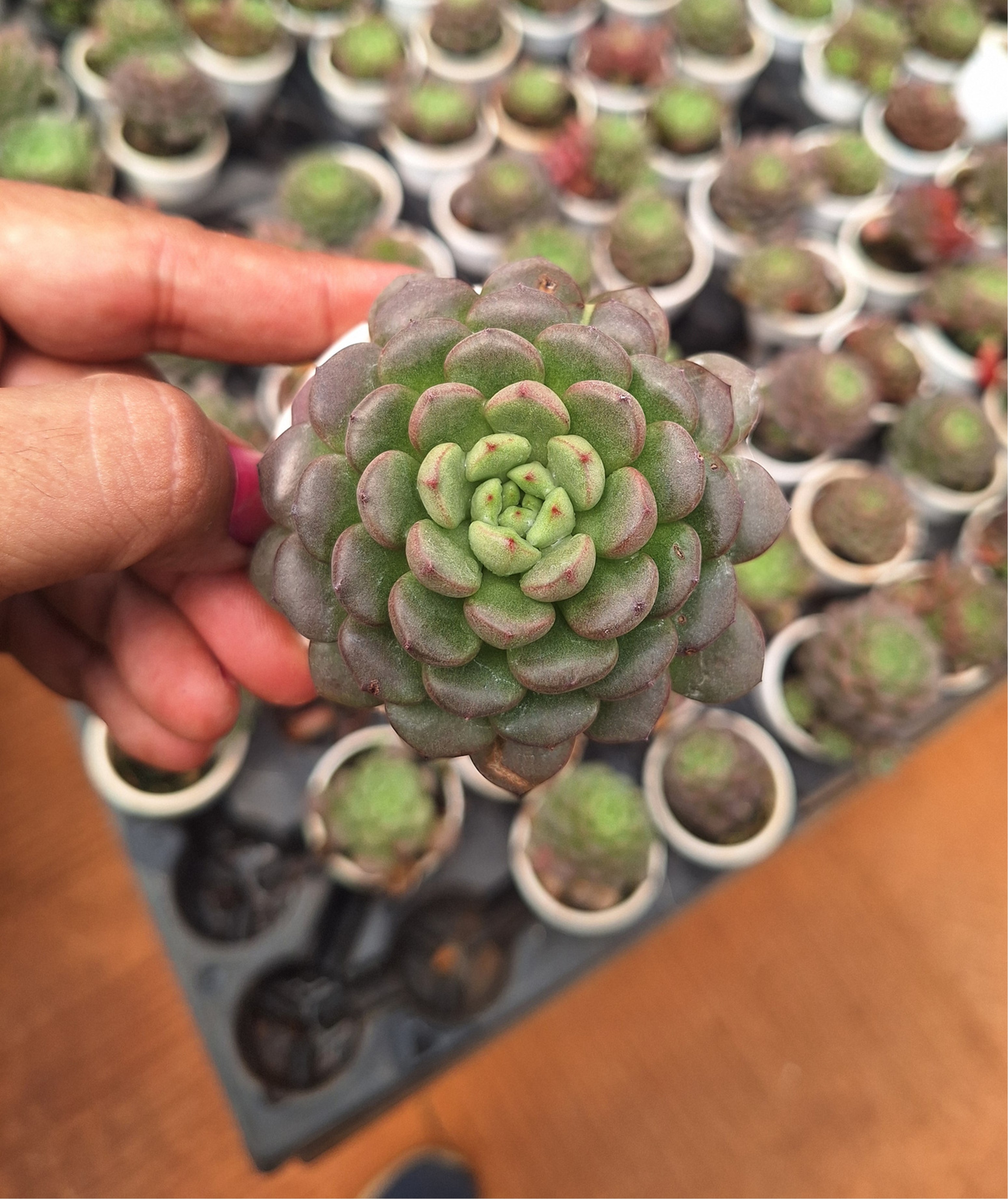 Succulent