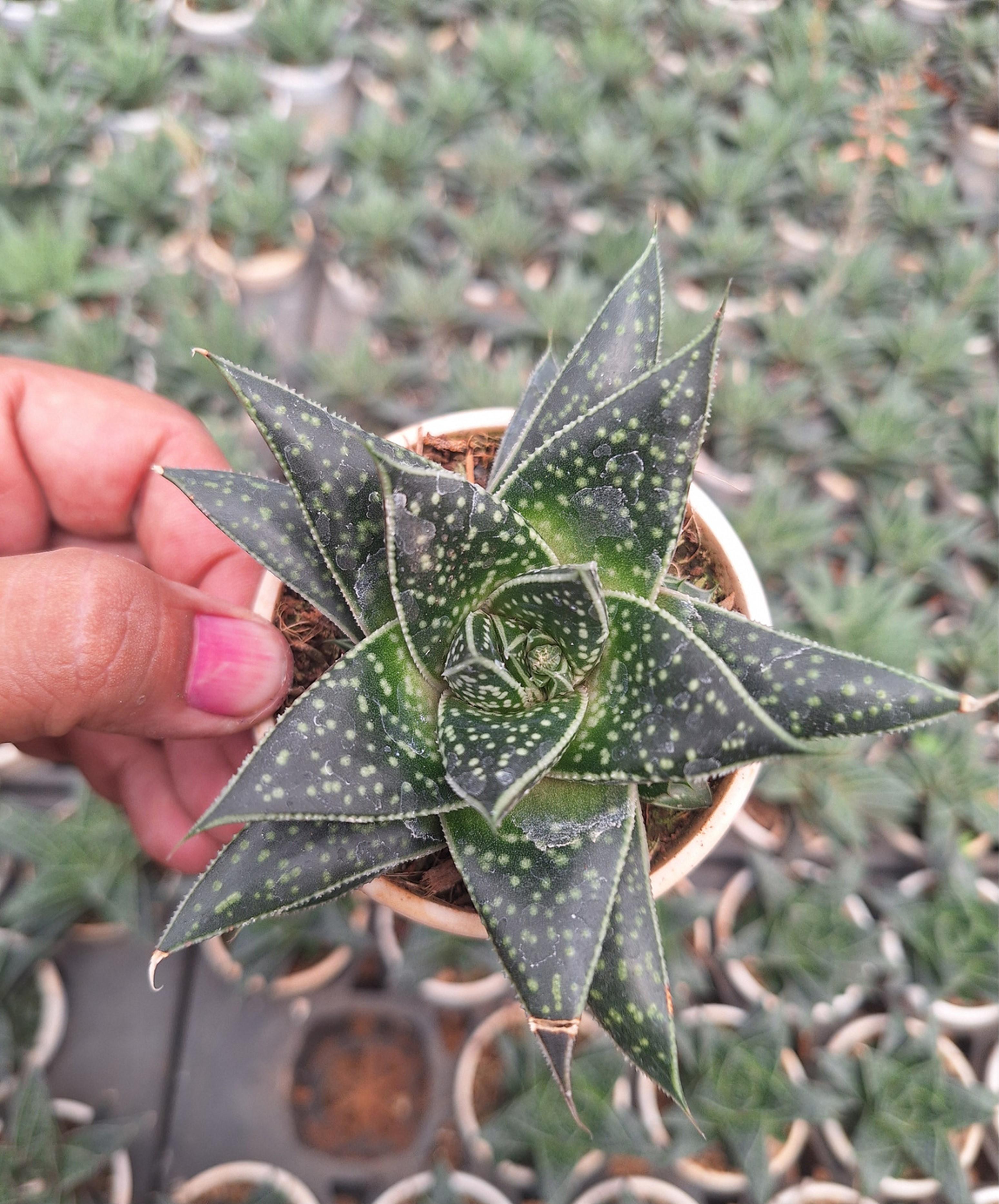 Succulent