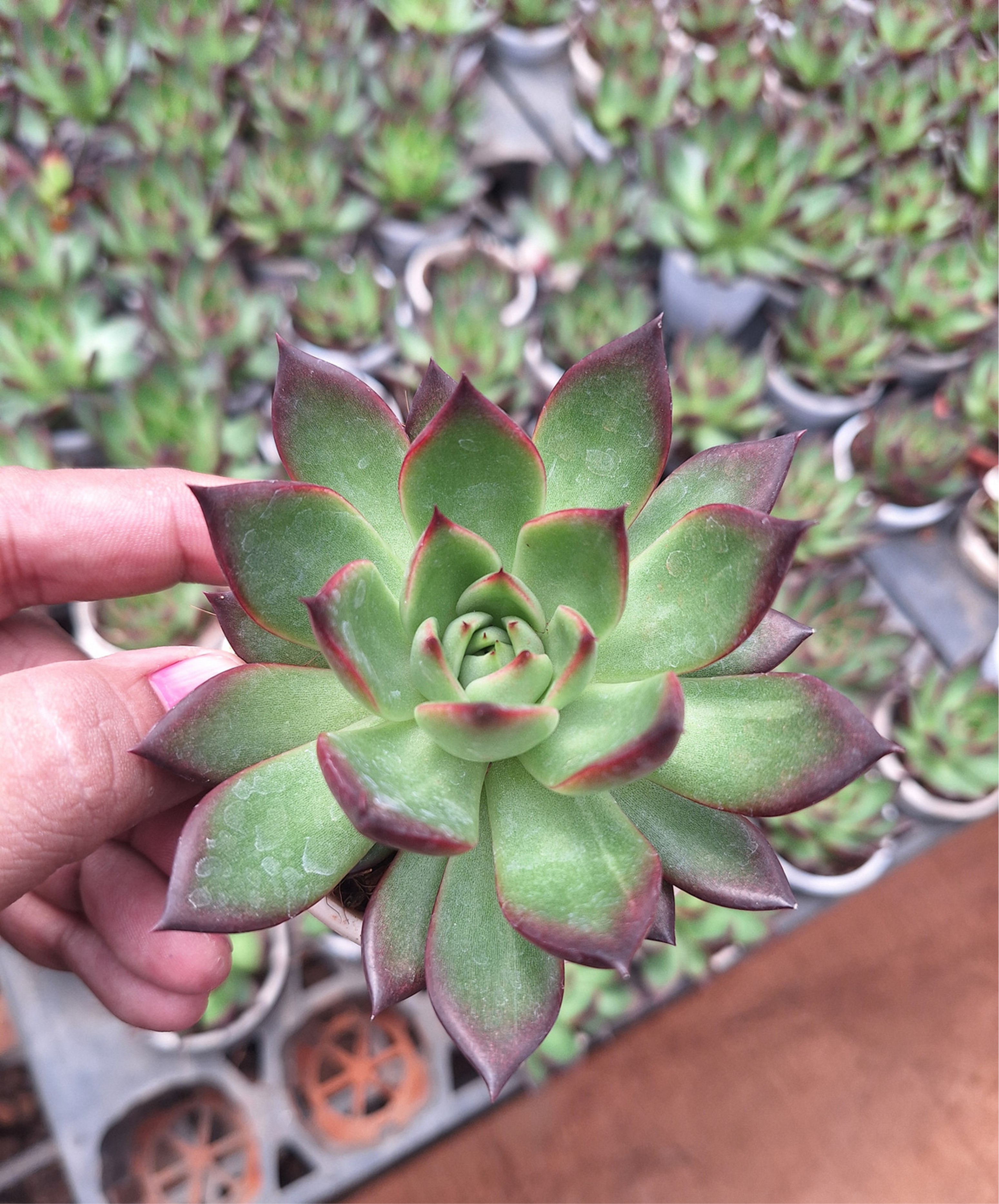 Succulent