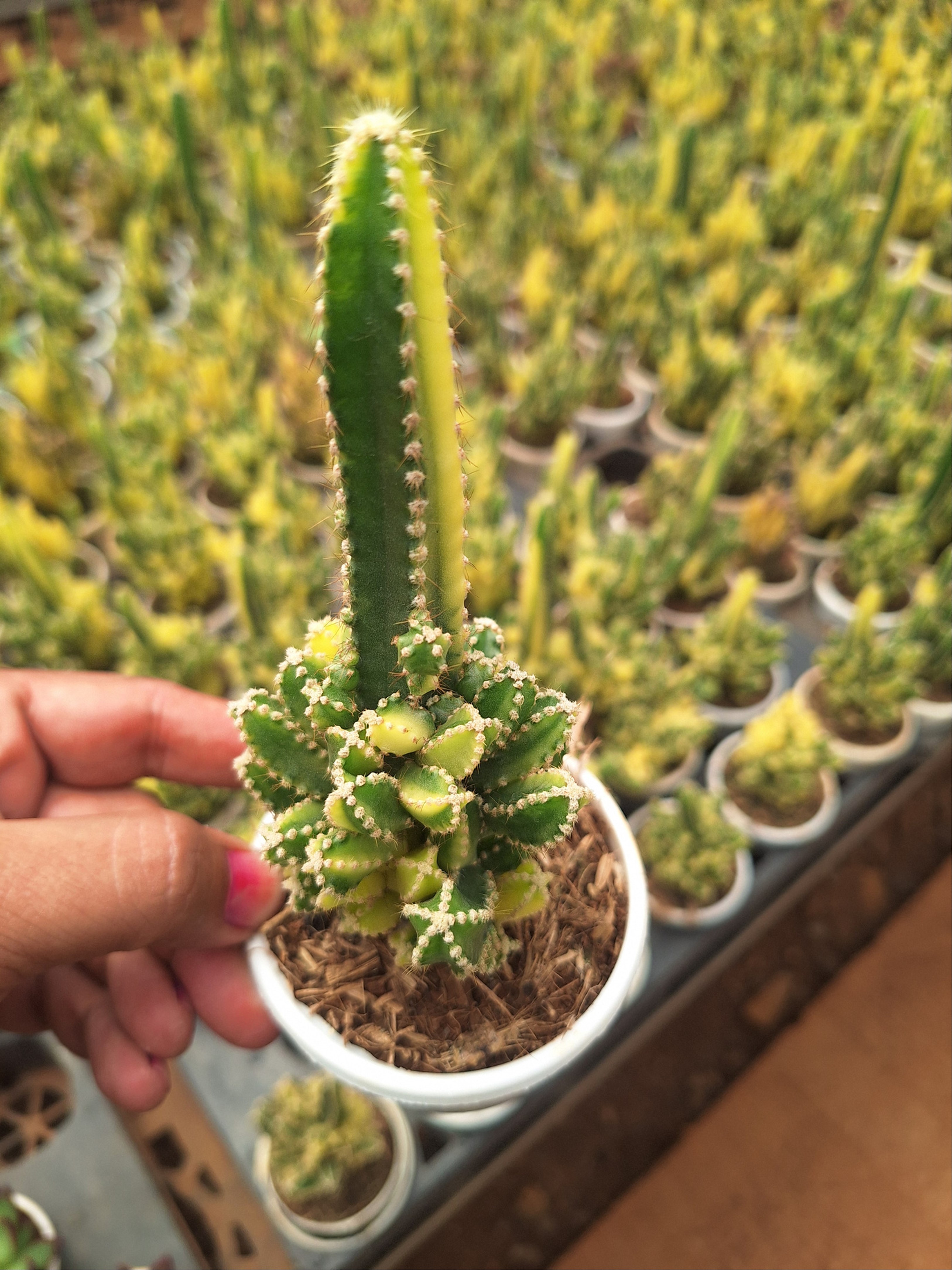 Succulent