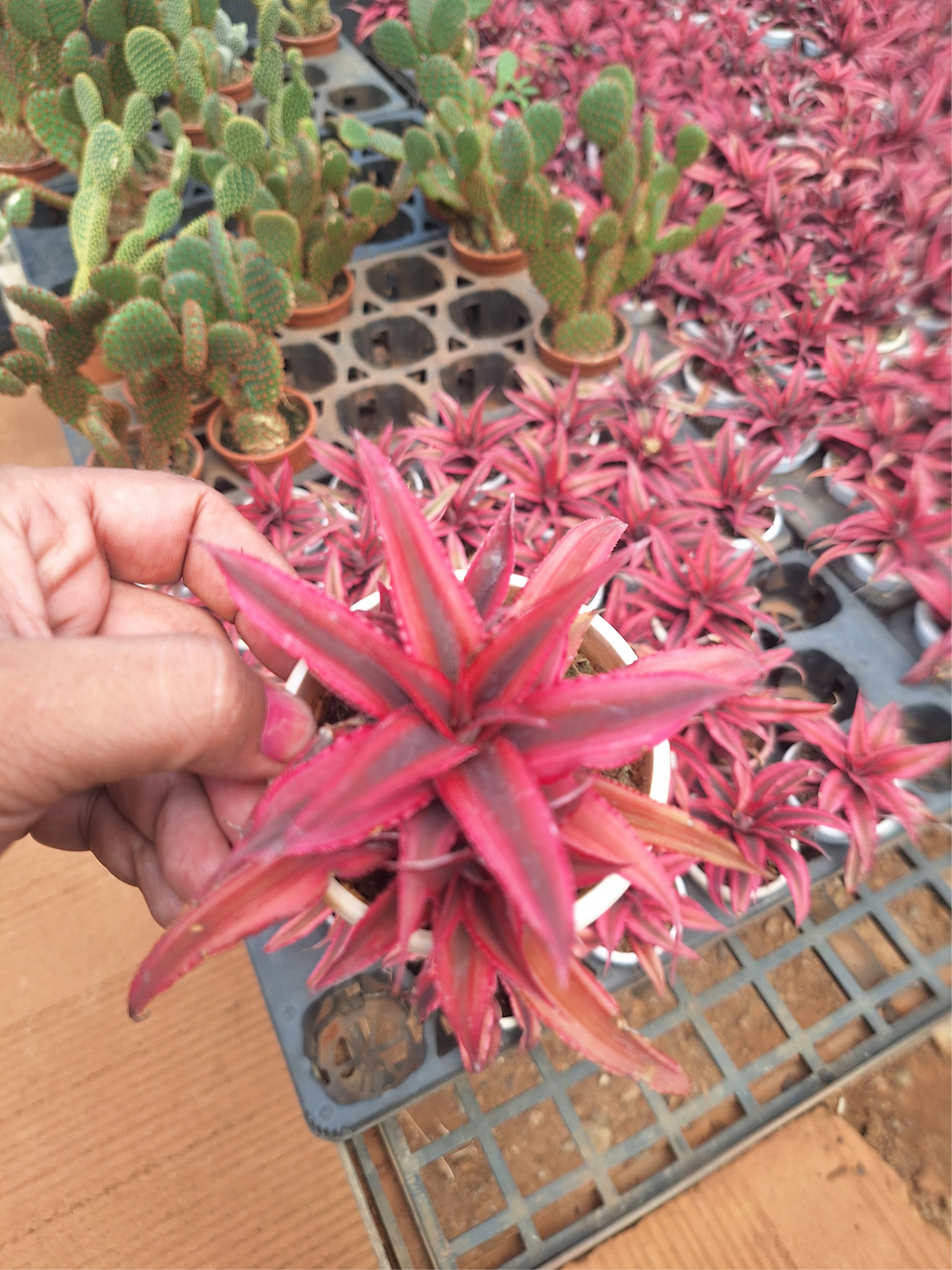 Succulent