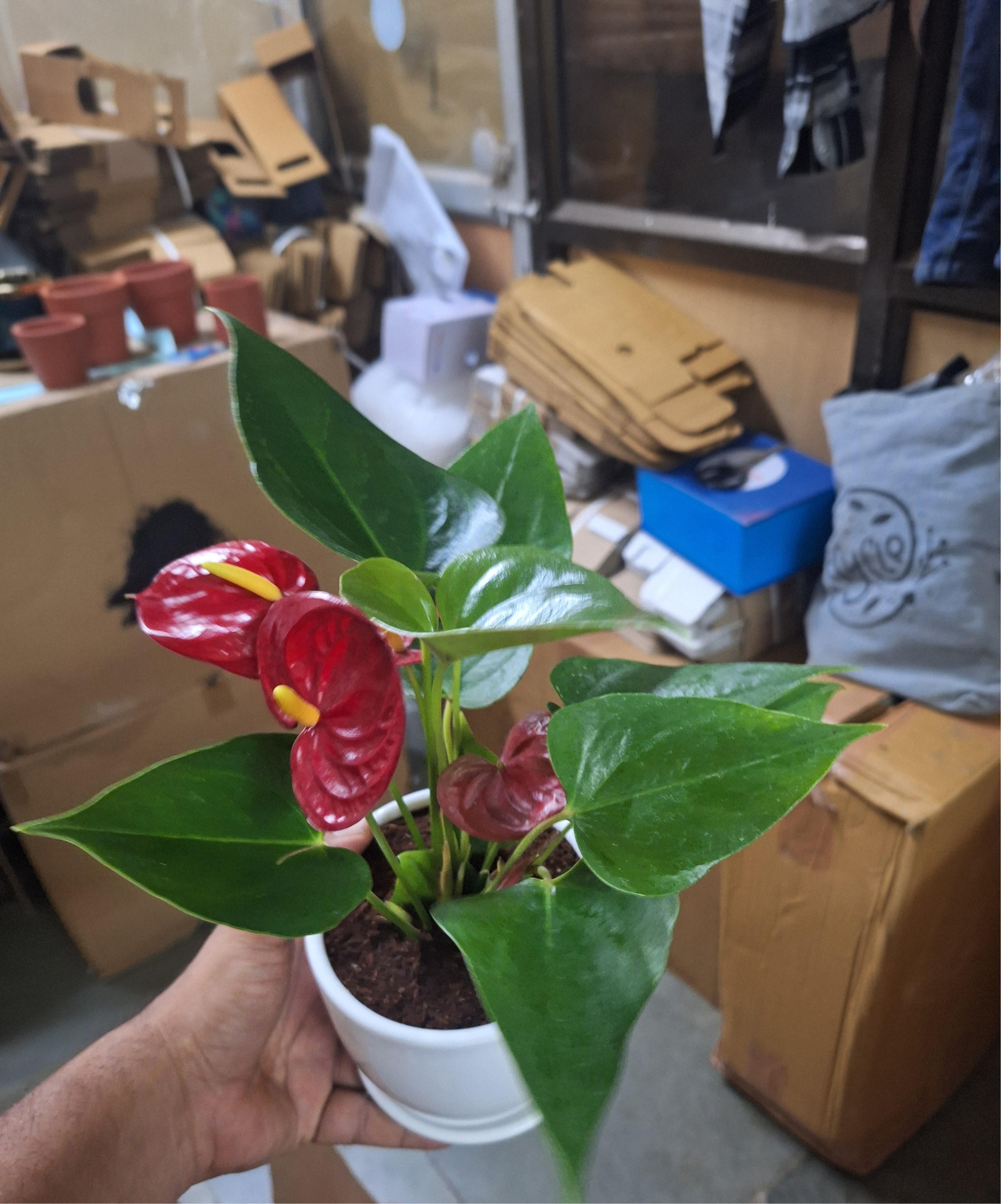 Anthurium Plant