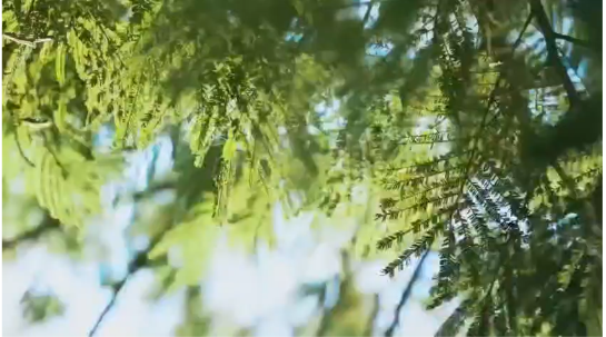 PREMIUM IMPORTED KETTLE FLASK